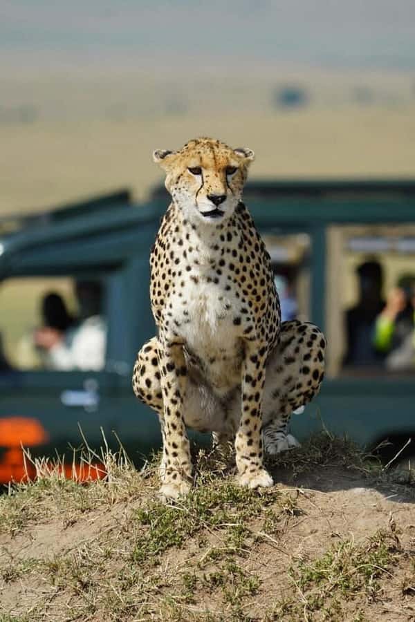 Nairobi: National Park, Elephant Orphanage & Giraffe Tour - Why this Nairobi day works so well