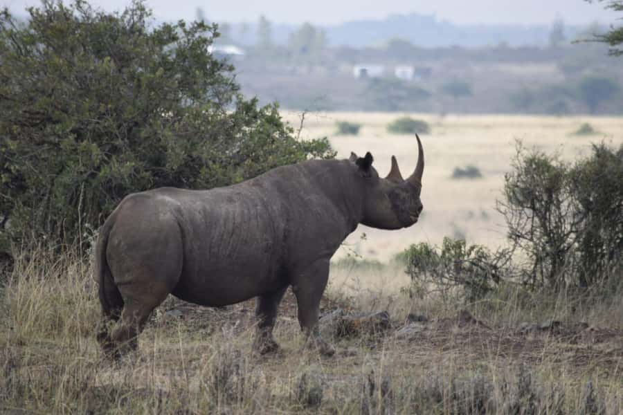 Nairobi: National Park, Elephant Sanctuary, & Giraffe Center - A city safari that starts before breakfast