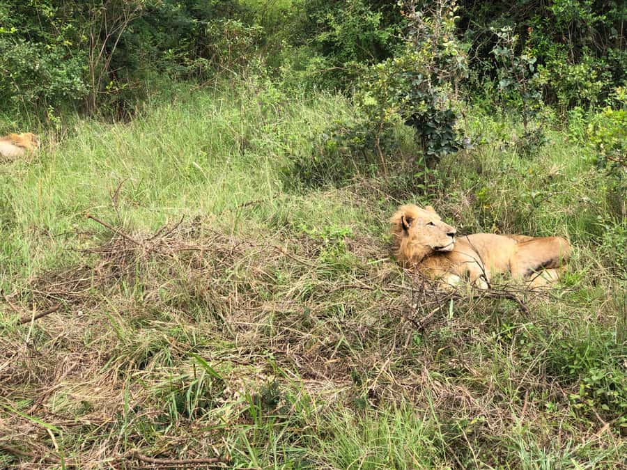 Nairobi: National Park, Elephant Sanctuary, & Giraffe Center - Shopping, lunch, and the possible Karen Blixen addition