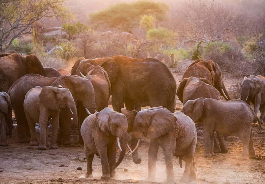 Nairobi: National Park, Elephant Sanctuary, & Giraffe Center - The guides can shape the whole experience