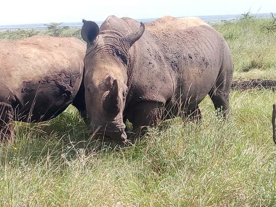 Nairobi National Park, Elephants, Giraffes & Bomas Day Trip - Nairobi National Park Before the City Wakes