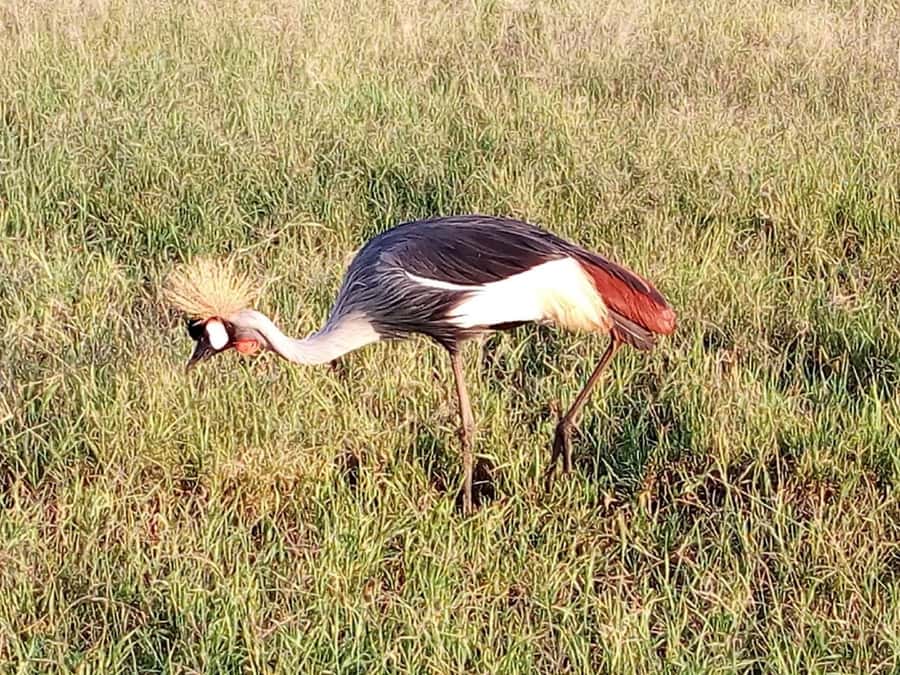 Nairobi National Park, Elephants, Giraffes & Bomas Day Trip - Should You Book It?