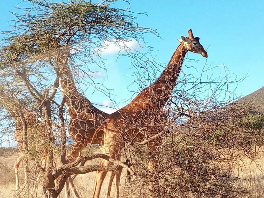 Nairobi National Park, Elephants, Giraffes & Bomas Day Trip - Getting Close to the Giraffes