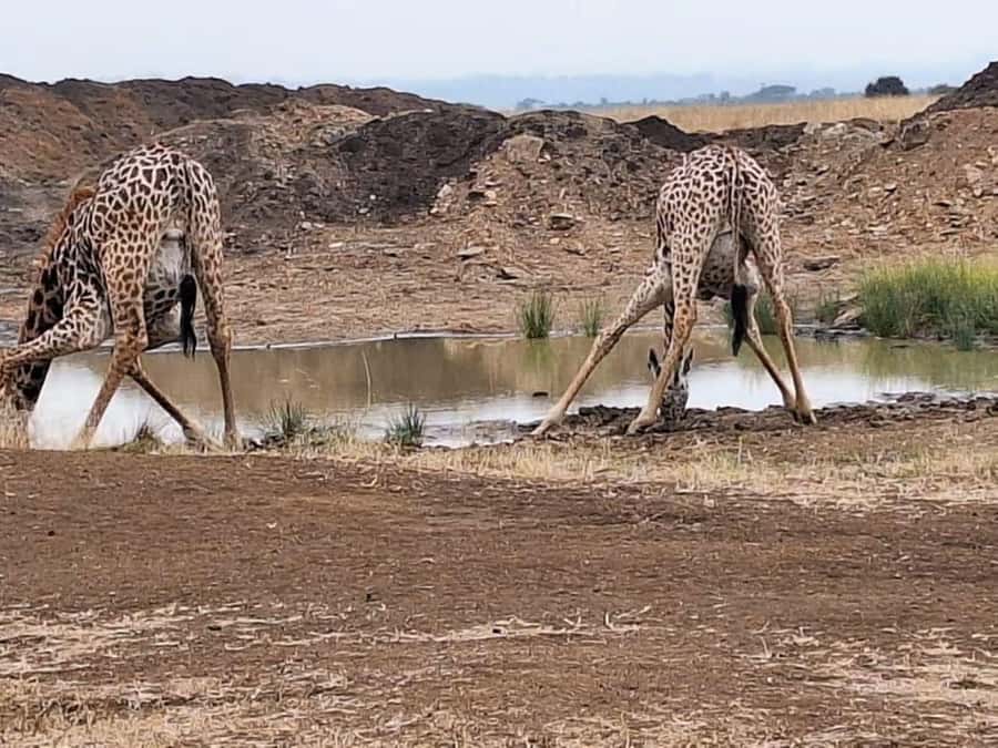 Nairobi National Park Evening Game Drive - The $80 price needs a second calculation
