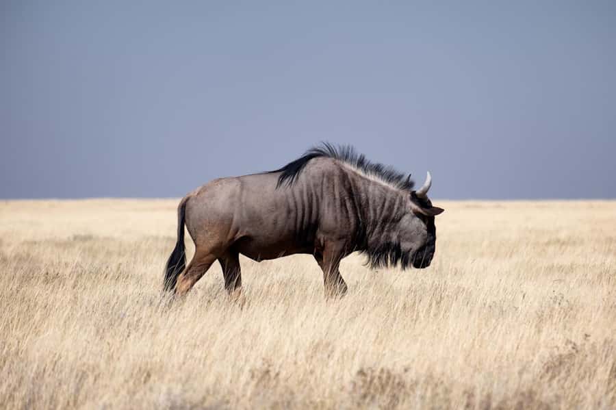 Nairobi National Park: Free WIFI connection - Nairobi National Park, wildlife beside the capital