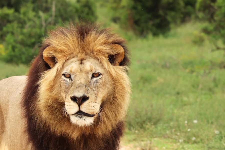 Nairobi National Park: Free WIFI connection - The four-hour game drive and Big Five sightings