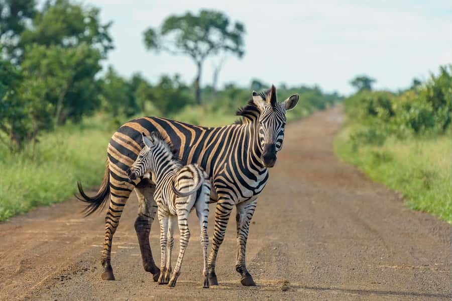 Nairobi National Park: Free WIFI connection - Why the Kobe Beads Factory stop matters