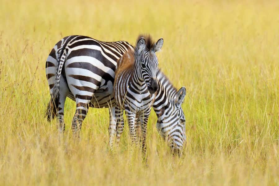 Nairobi National Park: Free WIFI connection - The five-hour schedule and pickup details