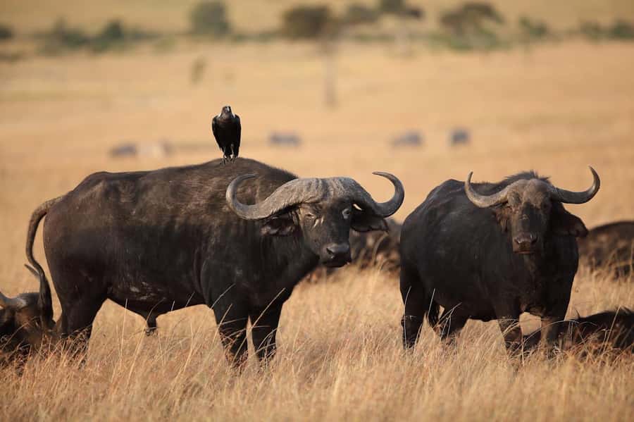 Nairobi National Park: Free WIFI connection - Who will get the most from this outing