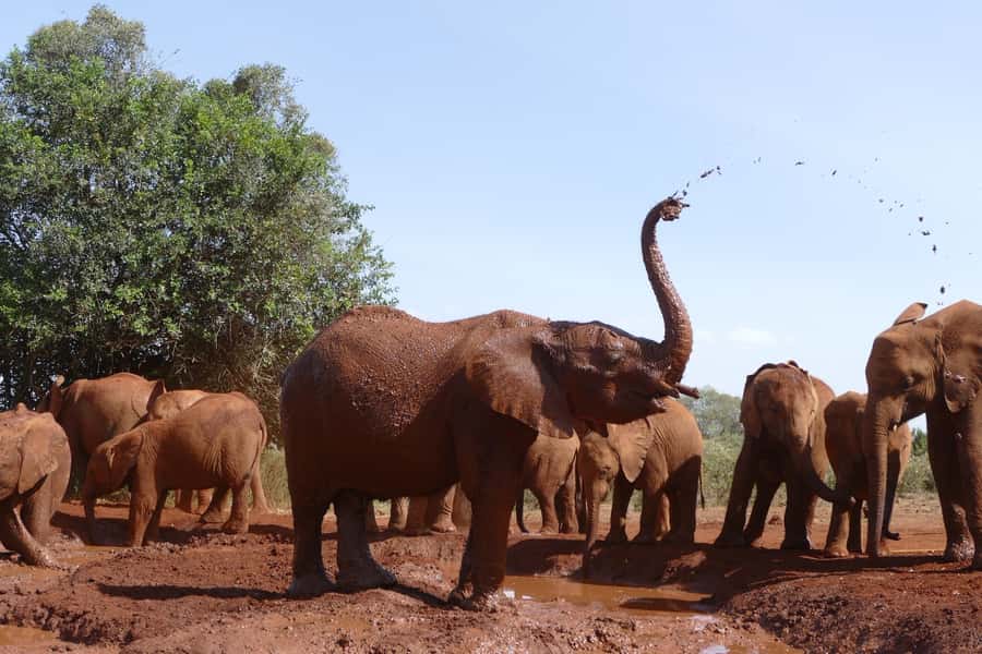 Nairobi National Park Full-Day Tour: Private 4WD with Guide - Key points at a glance