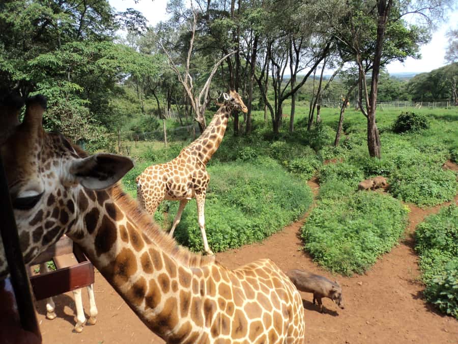 Nairobi National Park Full-Day Tour: Private 4WD with Guide - Sheldrick Wildlife Trust and the elephant viewing