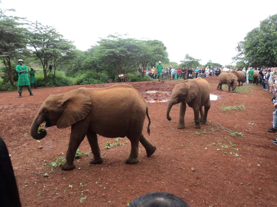 Nairobi National Park Full-Day Tour: Private 4WD with Guide - Lunch at Carnivore Restaurant