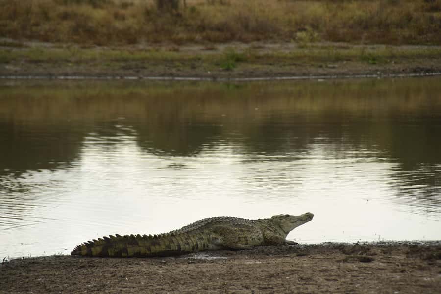 Nairobi National Park Full-Day Tour: Private 4WD with Guide - Who will enjoy this Nairobi day most?