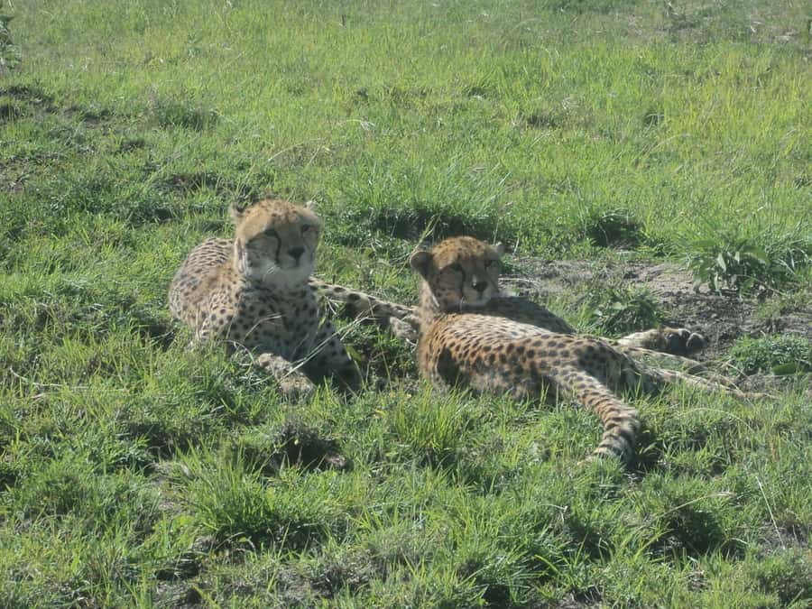 Nairobi National Park Full or Half-Day Tour with Guide - Why Nairobi National Park works so well for a short stay