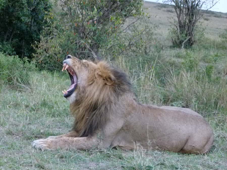 Nairobi National Park Full or Half-Day Tour with Guide - What makes the guides so important
