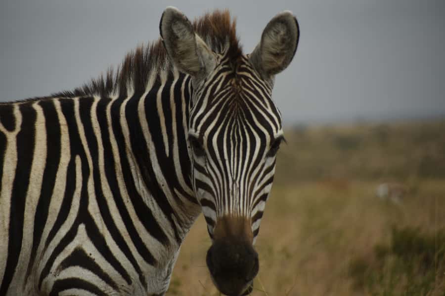 Nairobi National Park Full or Half-Day Tour with Guide - The afternoon option from 1:30 PM