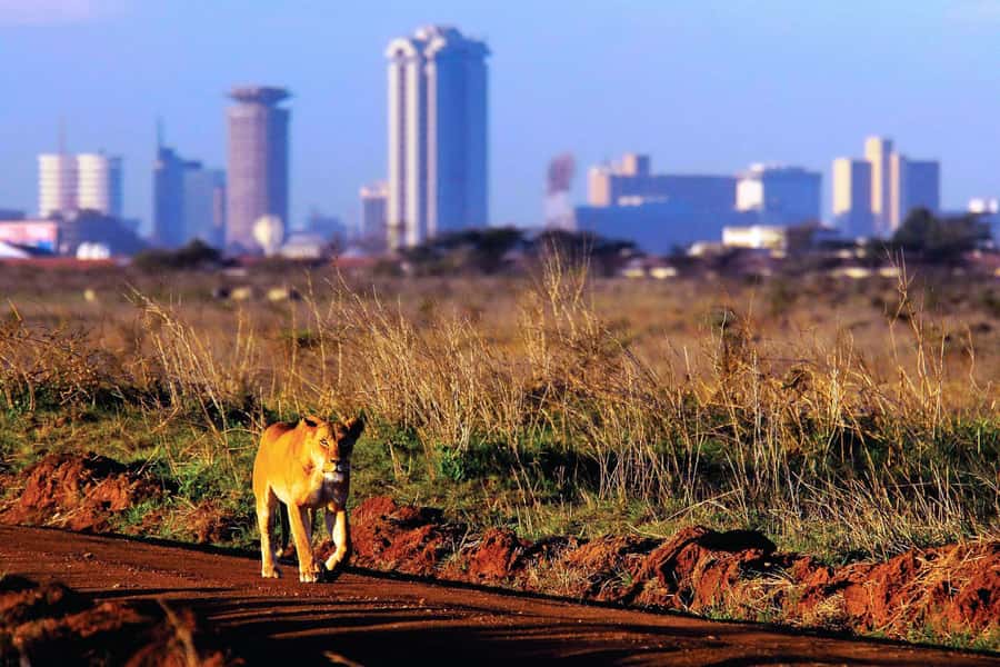 Nairobi National Park Full or Half-Day Tour with Guide - Full day with lunch and Karen Blixen