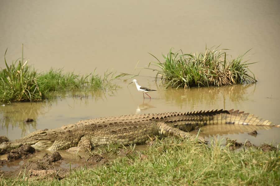 Nairobi National Park Full or Half-Day Tour with Guide - Price, park fees, and overall value