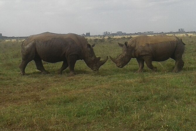 Nairobi National Park game drive. Free Airport pick / drop off. - A Nairobi safari without a long road journey