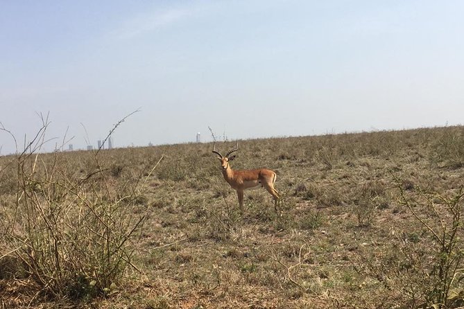 Nairobi National Park game drive. Free Airport pick / drop off. - The real cost: $61 plus park entry