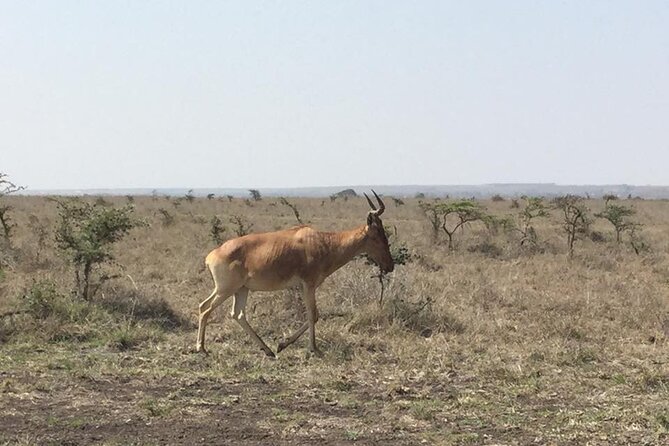 Nairobi National Park game drive. Free Airport pick / drop off. - Shared transport, timing, and vehicle comfort