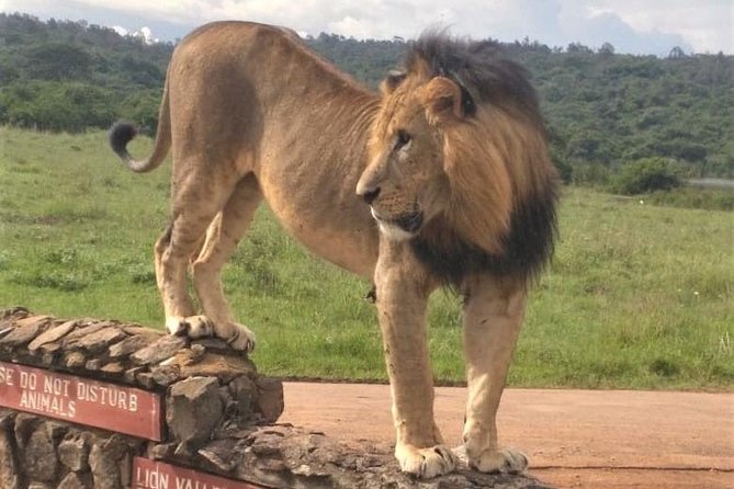 Nairobi National Park game drive. Free Airport pick / drop off. - Morning or afternoon: which departure should you choose?