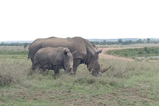 Nairobi National Park game drive. Free Airport pick / drop off. - Booking and cancellation details worth knowing