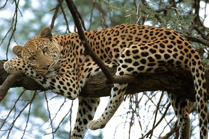 Nairobi National Park game drive. Free Airport pick / drop off. - Why the animal sightings can be excellent in a short visit