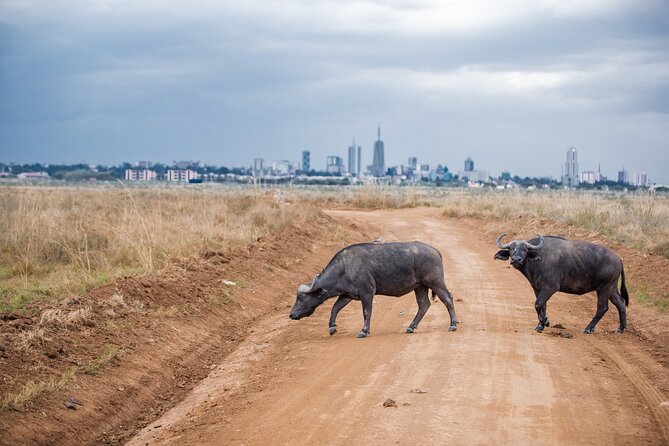 Nairobi National Park Game Drive - Shared Experience in Open Jeep - Is $75 a fair price?