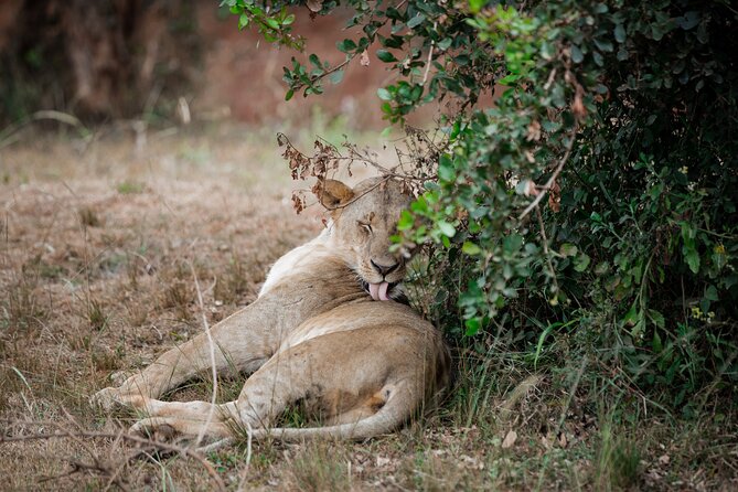 Nairobi National Park Game Drive - Shared Experience in Open Jeep - What the strongest experience can deliver