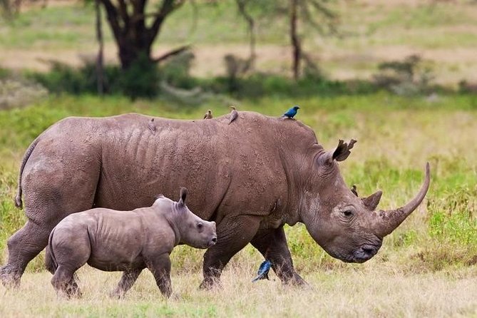 Nairobi National Park Game Drive With Free Pick Up Group Joining - Nairobi National Park: wildlife with the skyline behind it