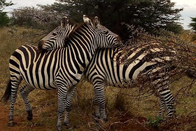 Nairobi National Park Game Drive With Free Pick Up Group Joining - The real cost: $46 is only the starting point