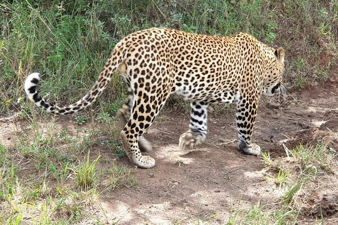 Nairobi National Park Game Drive With Free Pick Up Group Joining - Practical details that can make the morning easier