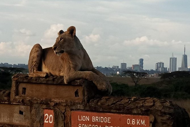Nairobi National Park Game Drive With Free Pick Up Group Joining - Who will get the most from this experience