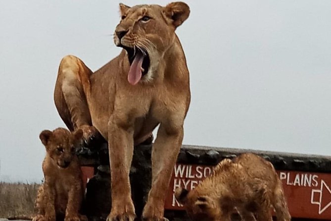 Nairobi National Park Game Drive With Free Pick Up Group Joining - Should you book this Nairobi safari?