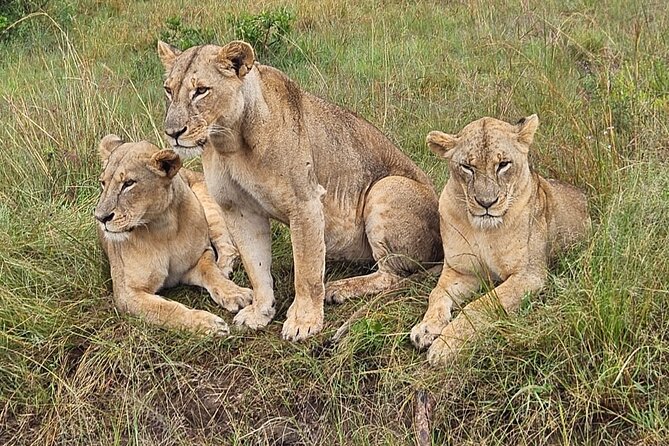 Nairobi National Park Game Drive With Free Pick Up Group Joining - What the four-hour park visit means for your day