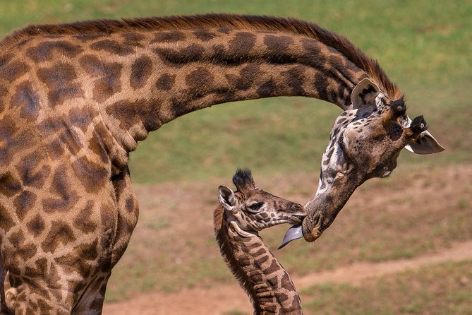 Nairobi National Park, Giraffe Center and Elephant Orphanage Day Tour from Nairobi - Transport, group size, and the real schedule