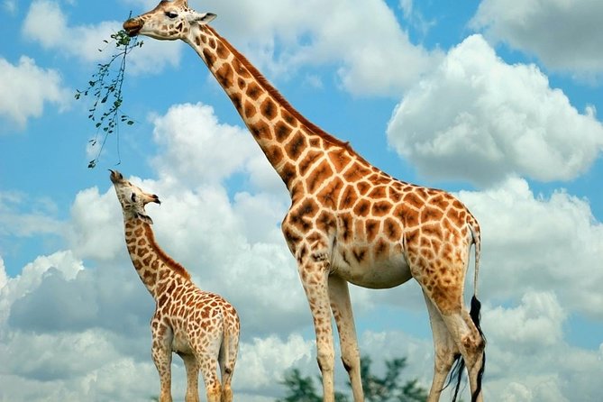 Nairobi National Park, Giraffe Center and Elephant Orphanage Day Tour from Nairobi - Is $275 a fair price?