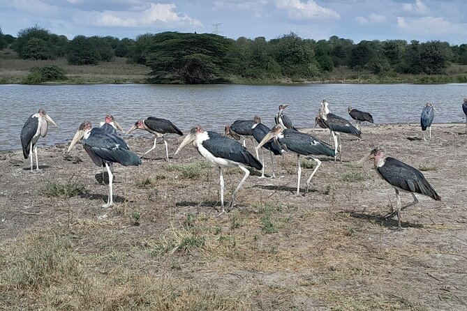 Nairobi National Park Giraffe Center Carnivore Lunch - Who will enjoy this day most