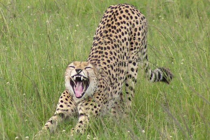 Nairobi National Park, Giraffe Center & Karen Blixen Museum - The Bomas of Kenya alternative