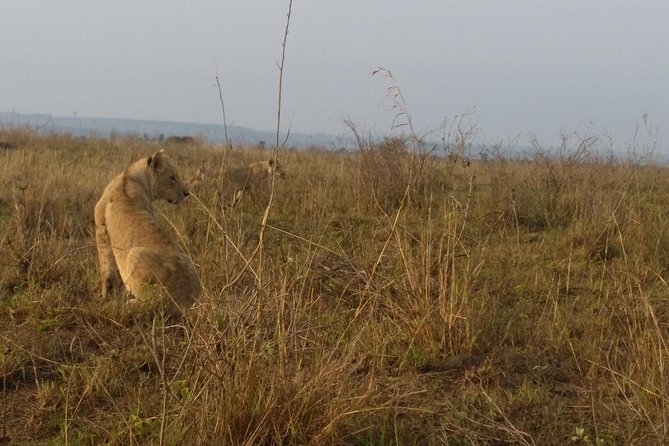 Nairobi National Park, Giraffe Center & Karen Blixen Museum - Lunch and the pace of the day