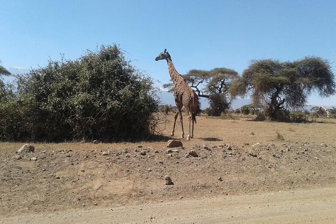 Nairobi National Park, Giraffe Center & Karen Blixen Museum - What the $85.35 price really buys you