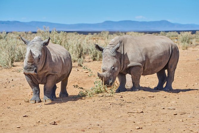 Nairobi National Park, Giraffe Center & Karen Blixen Museum - Private guide, group size, and service details