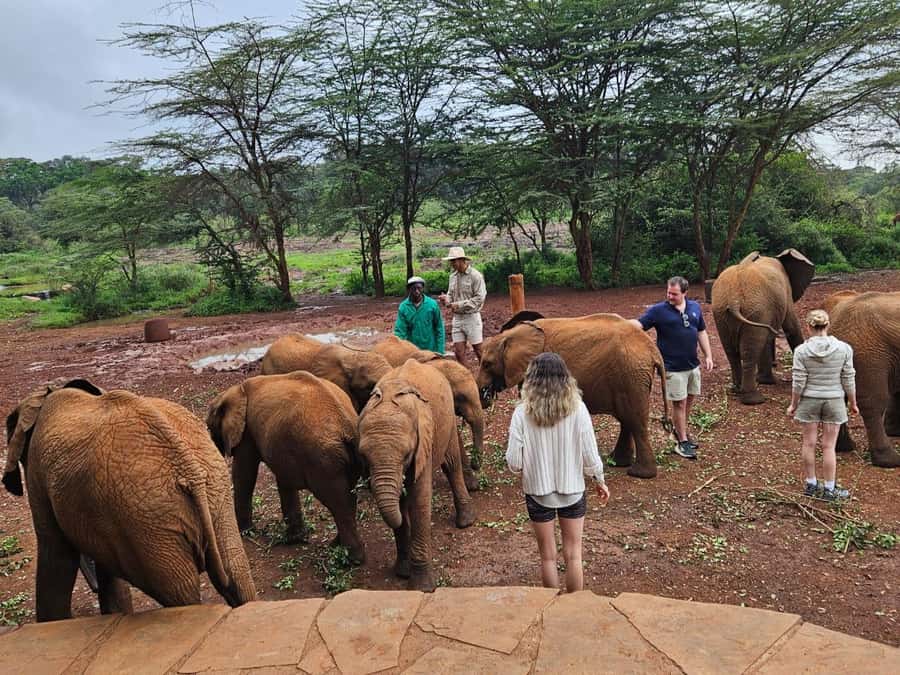 Nairobi National Park,Giraffe Center,Orpanage&Karen Blixxen - Nairobi National Park: a real safari close to town