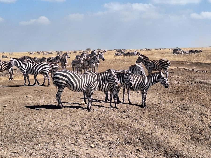 Nairobi National Park,Giraffe Center,Orpanage&Karen Blixxen - How to make the day work better