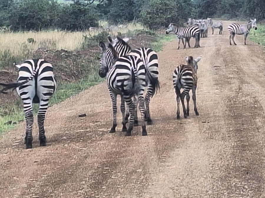 Nairobi National Park,Giraffe Center,Orpanage&Karen Blixxen - Who should book this Nairobi wildlife and culture tour?