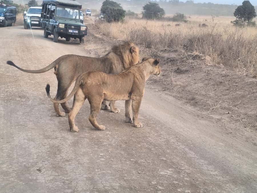 Nairobi National Park,Giraffe Center,Orpanage&Karen Blixxen - Lions, rhinos, and the limits of a timed safari