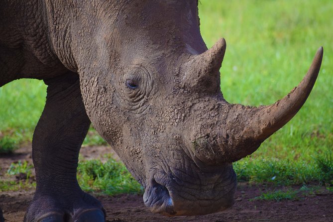 Nairobi National Park,Giraffe Centre, Karen Blixen Museum. - Dawn wildlife near Nairobi at 6 a.m.