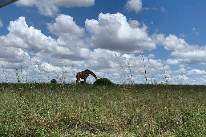 Nairobi National Park,Giraffe Centre, Karen Blixen Museum. - Karen Blixen Museum adds a cultural stop