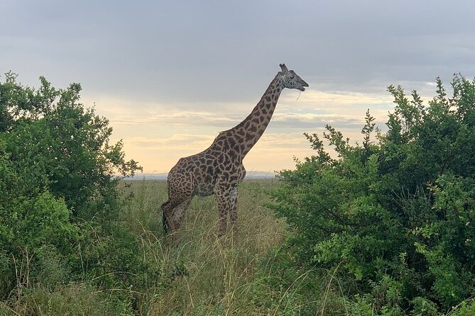 Nairobi National Park,Giraffe Centre, Karen Blixen Museum. - What the $160 group price really covers